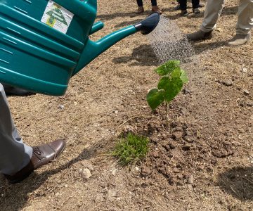 tree Planting